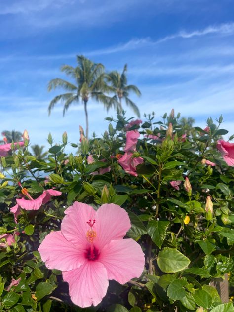 pink flowers, hawaii, tropical paradise Hawaii Flowers, Hawaii Tropical, Beach Flowers, Nothing But Flowers, Flower Therapy, Beautiful Bouquet Of Flowers, Hawaiian Flowers, Water Flowers, Pink Summer