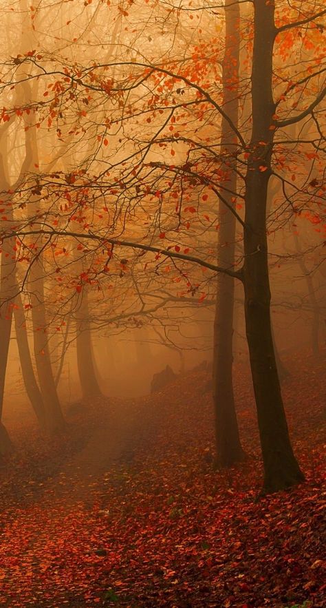 Postcard Ideas, Pumpkin Queen, Autumn Magic, Foggy Forest, Mystical Forest, Nature Scenery, Autumn Scenes, Autumn Scenery, Season Of The Witch