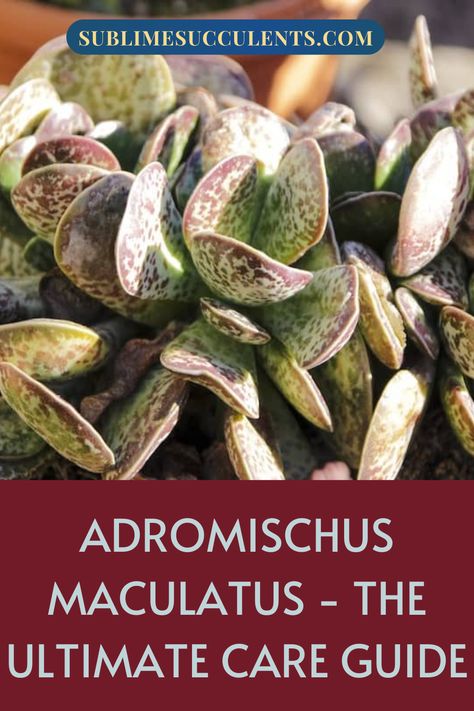 Adromischus Maculatus is a South African succulent also known as Calico Hearts or Chocolate Drop. Sublime Succulents’ guide includes important information to keep this plant healthy and thriving. The right environment is key for its survival including sun exposure, frequency of watering, temperature-friendly exposure and optimal soil conditions. Learn how to propagate this succulent and protect it from pests. Learn more… #adromischusmaculatus #calicoheartssucculent #chocolatedropsucculent Hawthornia Succulent Care, Succulents Care, Haworthia Succulents Types, Heart Plant, Crassula Calico Kitten, Echeveria Succulent Care, Succulent Species, Kalanchoe Beharensis, Eastern Cape