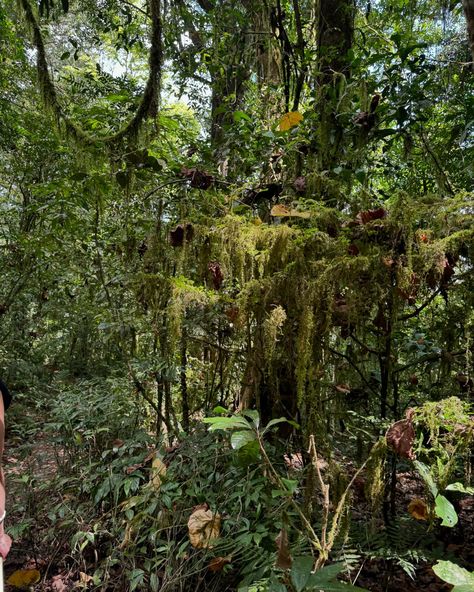 Sound on 🔈 Tropical ambience during an afternoon walk in the jungle. Finding inspiration from everywhere 🎋 Photo of @lika.petitt #junglelife ##afternoongoals #tranquility Walking In The Jungle, Jungle Life, Finding Inspiration, In The Jungle, Walk In, Sound, Walking, Quick Saves, Art