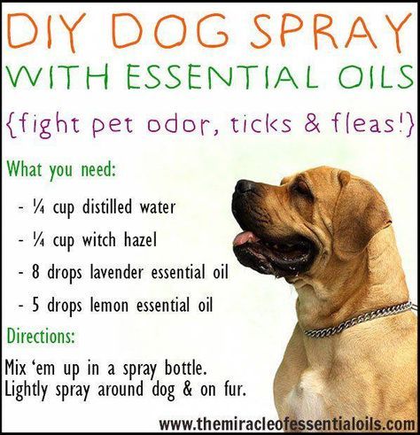 Essential Oil Dog Spray, Diy Dog Spray, Dogs Hacks, Dogs Room, Essential Oils For Dogs, Essential Oils Dogs, Stinky Dog, Dog Spray, Diy Dream Catcher