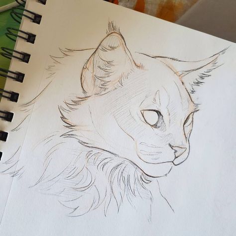 Cat Drawing Sketches, Cat Drawing Ideas, Cat Drawing Tutorial, Cats Art Drawing, Výtvarné Reference, Animal Drawings Sketches, Cat Drawings, Siluete Umane, Cat Sketch