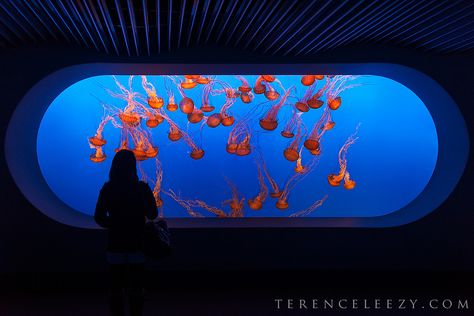 Aquarium Of The Pacific, Aquarium Pictures, Monterey Bay Aquarium, World Water Day, Blue Lines, Jelly Fish, Aquatic Animals, Cat Icon, Monterey Bay