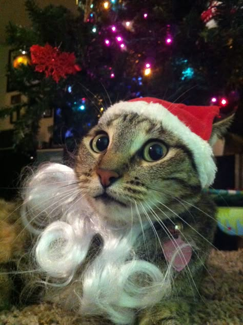 da hat maybe, but da beard has to go ! Christmas Hat Cat Meme, Silly Christmas Cat, Merry Christmas Funny Pictures, Cat Safe Christmas Tree, Cats In Christmas Trees, Cat With Christmas Hat, Christmas Cat Funny, Images Of Cats, Xmas Cat