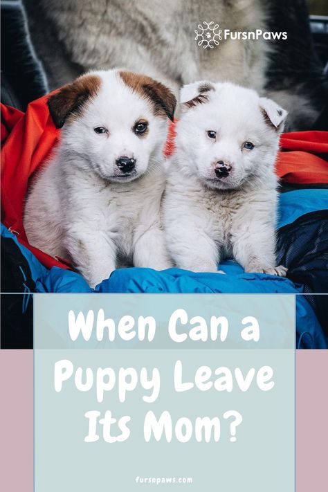 really cute puppies in a car Puppy Potty Training Tips, Micro Teacup Puppies, Puppy Pens, New Puppy Checklist, Puppy Crate, Rare Dog Breeds, Puppy Grooming, Really Cute Puppies, Puppy Accessories