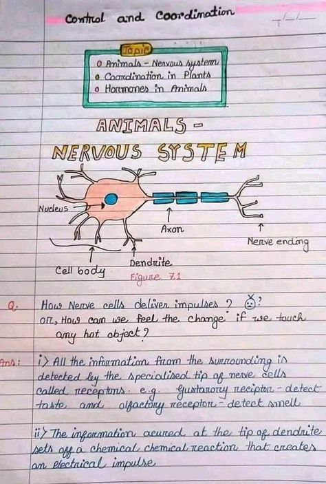 Control and co ordination chapter nervous system handmade notes Nerve Cell Notes, Human Brain Notes Class 10, Neuron Notes Nervous System, Biology Notes Nervous System, Coordination And Response Biology Notes, Brain Diagram Class 10, Nervous System Notes Aesthetic, Excretory System Notes, Biology Notes Class 10