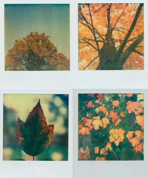 Polaroid Photography, Instant Photography, Polaroid Pictures, Instant Photos, Phone Wallpaper Patterns, Scrapbook Printables, Autumn Aesthetic, Cute Cartoon Wallpapers, Aesthetic Photography