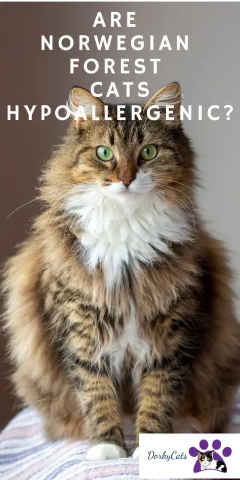 ARE NORWEGIAN FOREST CATS HYPOALLERGENIC? Cats Hypoallergenic, Forest Norwegian Cat, Types Of Cats Breeds, Norwegian Cat, Cat Breeds Chart, Black Norwegian Forest Cat, Norwegian Forest Kittens, Fluffy Cat Breeds, Norwegian Forest Cat Aesthetic