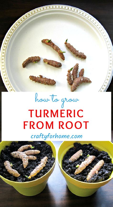 Grow Turmeric From Root, How To Plant Turmeric Root, How To Grow Tumeric Indoors, How To Store Turmeric Root, How To Grow Turmeric In A Pot, Turmeric Root How To Use, Planting Tumeric How To Grow, Turmeric Plants How To Grow, Growing Tumeric In Containers