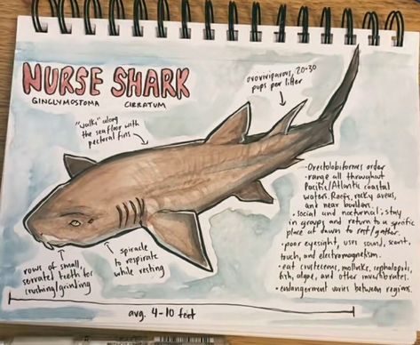 Angel Shark Drawing, Shark Sketchbook Page, Nurse Shark Drawing, This User Is, Oceanography Marine Biology, Shark Books, Shark Stuff, Ocean Books, Shark Facts