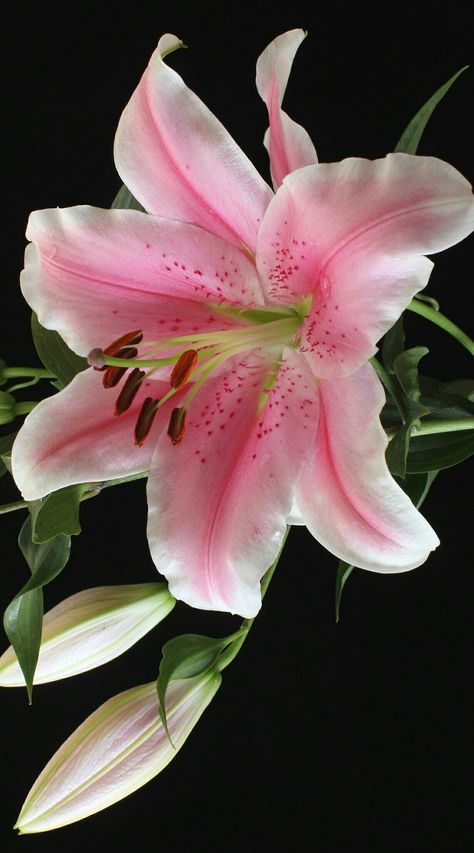 Lilies Flowers Aesthetic, Tree Lily, Lilies Photography, Pink Lily Flower, Sugar Flowers Tutorial, Lily Wallpaper, Purple Lily, Lilly Flower, Pink Lillies