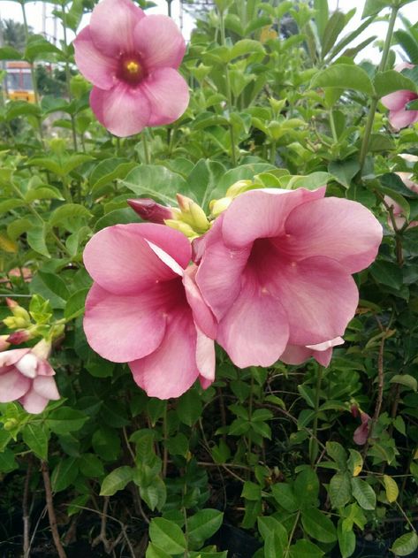 Allamanda flower Allamanda Flower, Green Things, Plants, Flowers, Green, Quick Saves