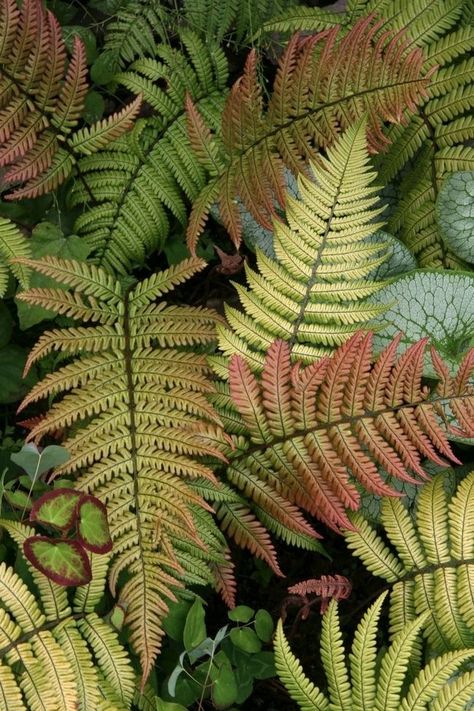 Northwest Garden, Ferns Garden, Formal Garden, Woodland Garden, Shade Plants, Pretty Green, Shade Garden, Dream Garden, Green Plants