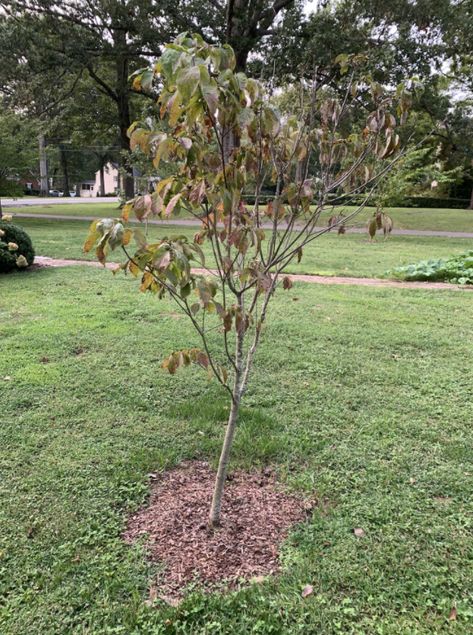 Kousa Dogwood Tree Landscaping, Dogwood Tree Landscaping, Kousa Dogwood Tree, Pink Dogwood Tree, Kousa Dogwood, Conservation Corps, Dogwood Tree, Pink Dogwood, Dogwood Trees