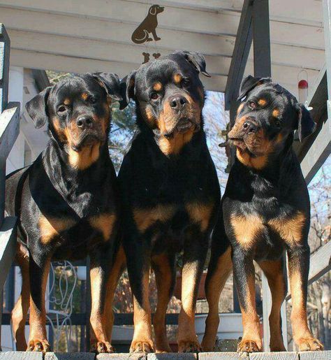 #Rottweiler Rottweiler Love, Rottweiler Lovers, Big Ears, Rottweiler Puppies, Rottweiler Dog, Soft Brown, Beautiful Dogs, Big Dogs, Rottweiler