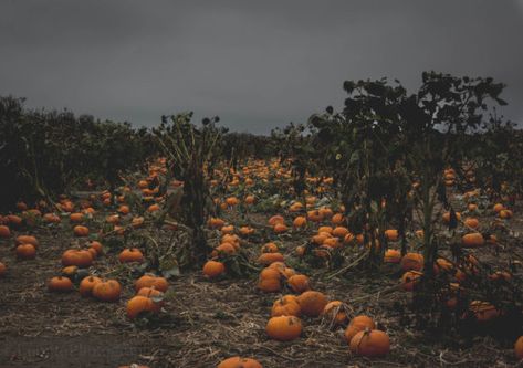 Seasons Aesthetic, Cozy Autumn Aesthetic, Pumpkin Farm, Dark Autumn, Over The Garden Wall, Season Of The Witch, Autumn Scenery, Spooky Scary, Cozy Autumn