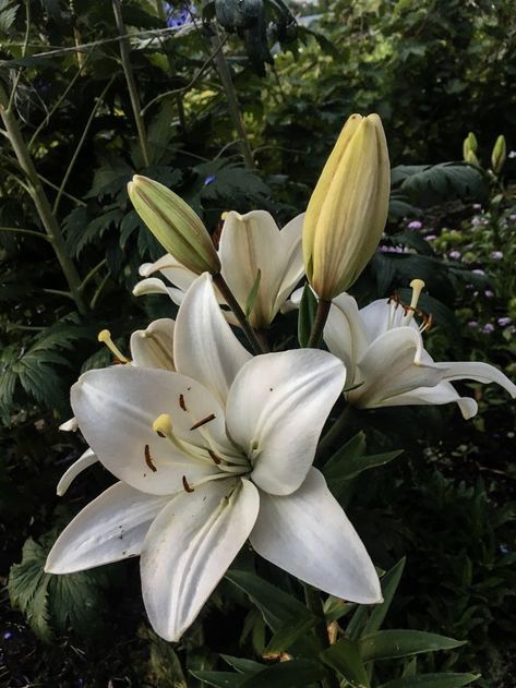 Royal Lily Flower, Lilly Flower, Boquette Flowers, Lily Plants, Flower Therapy, Flower Art Images, Beautiful Bouquet Of Flowers, White Lilies, Little Flowers