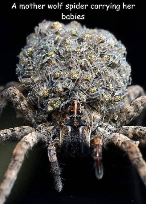 Goofy Animals, Dangerous Spiders, Scary Bugs, Arachnids Spiders, Spider Pictures, Spiders And Snakes, Spider Species, Wolf Spider, Bugs Life