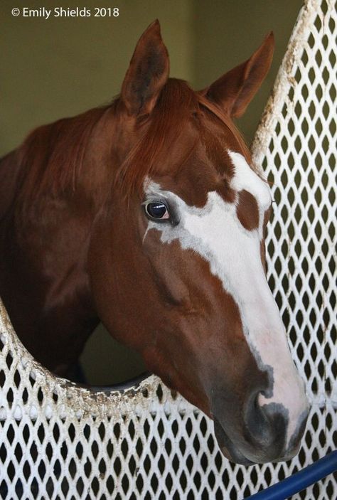 Unique Horse Face Markings, Horse Leg Markings, Horse Face Markings, Scottish Farm, Horse Faces, Horse Land, Unique Horses, Face Markings, Facial Markings