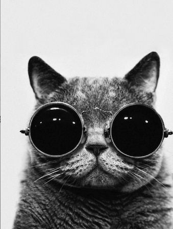 A Cat with Sunnies! Awww Hipster Phone Wallpaper, Cat Sunglasses, Wallpaper Tumblr, Funny Fashion, Cool Wallpapers Cartoon, More Wallpaper, Cat Wallpaper, Neon Colors, Cat Pics