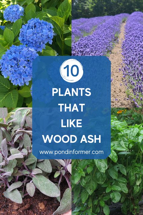 Ash For Garden, Wood Ashes In The Garden, Uses For Wood Ash, Wood Ash Uses, Wood Ash For Garden, Medical Plants, Composting Methods, Grow House, Rustic Garden Ideas