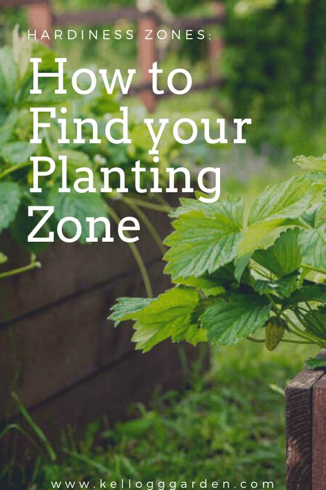 How to Find Your Planting Zone | Kellogg Garden Organics™ Garden Zones Map, Zones For Planting, Planting Zones Map, Gardening Knowledge, Planting Zones, Plant Hardiness Zone Map, Beginner Gardening, Plant Zones, Gardening Zones