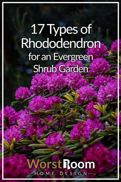 Types of Rhododendron Backyard Hill Landscaping, Shrubs For Borders, Shrub Garden, Fruit Trees Backyard, Low Maintenance Landscaping Front Yard, Tropical Backyard Landscaping, Small Trees For Garden, Trees For Front Yard, Palm Trees Landscaping