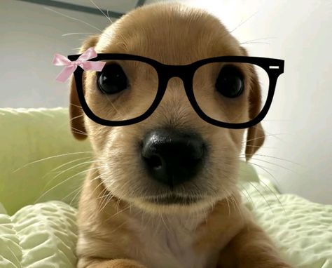 Dogs With Ponytails, Animal Profile Picture, Aesthetic Dog Pfp, Dog Pfp Aesthetic, Pfp Glasses, Hyperpop Wallpaper, Silly Puppies, Glasses Pfp, Dog Pfp