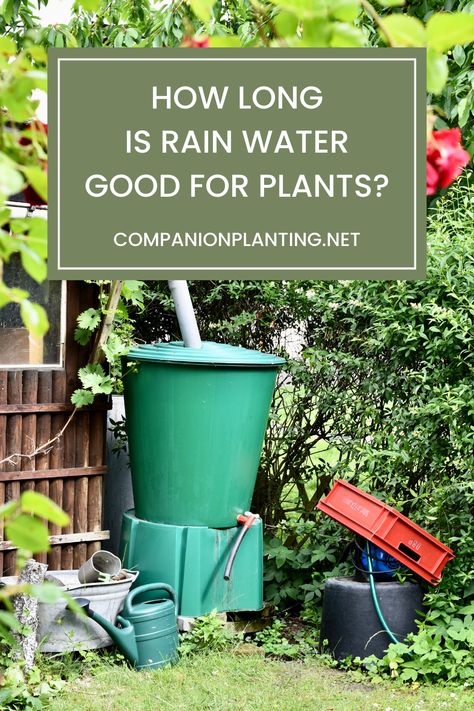 Over the last couple of years, collecting rain water has become a highly popular method of watering plants. Rain water harvesting, which refers to both collecting and storing rain water, is an easy, convenient, environment-friendly, and sustainable gardening practice. However, an issue that concerns many homeowners is how long is rain water good for plants. Below, I’ll explore if there are limits to how long you can store rain water before it becomes harmful to plants. Storing Rain Water, Collecting Rain Water For Plants, How To Catch Rain Water, How To Harvest Rain Water, Water Harvesting Ideas Projects, How To Keep Rain Barrel Water Clean, Garden Water Storage, Collect Rain Water For Garden, Catching Rain Water Ideas