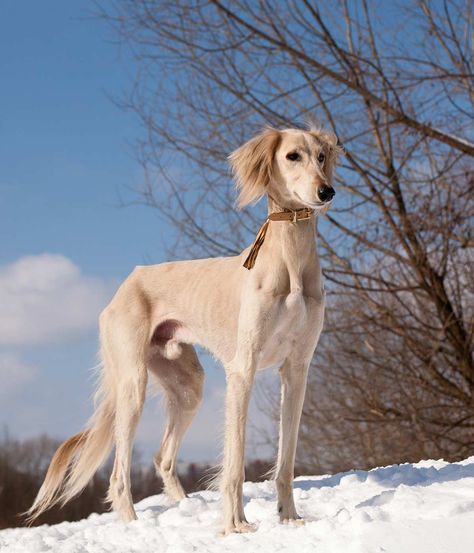 Saluki Dogs, Unique Dog Breeds, Dog Information, Pretty Dogs, Pretty Animals, The Middle Ages, Dog Images, Dog Sledding, Old Dogs