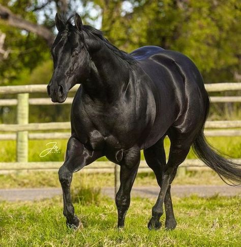 Black Barrel Horse, Quarter Horse Black, Black Quarter Horse, Prettiest Horses, Beautiful Horses Wild, Standardbred Horse, Aqha Horses, Quarter Horses, Barrel Horse