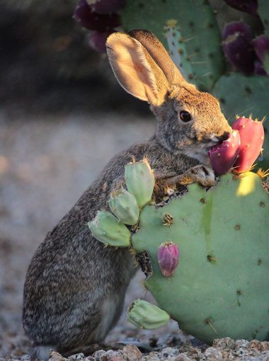 What Animals Eat, Desert Aesthetic, Desert Animals, Prickly Pear Cactus, Desert Life, Jack Rabbit, Sonoran Desert, Prickly Pear, Cactus Flower