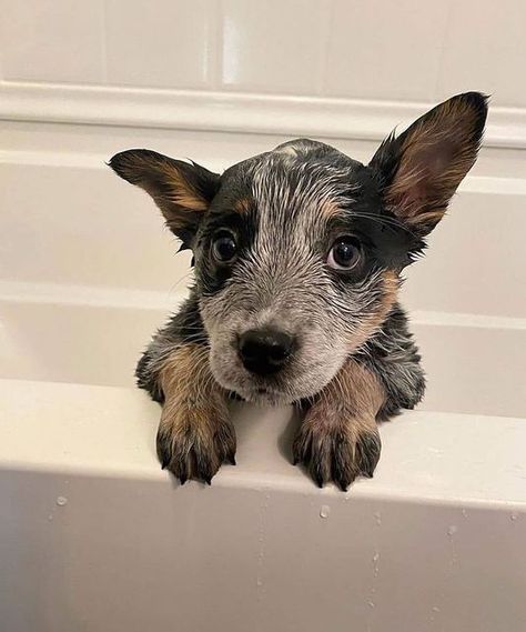 Aussie Cattle Dog, Big Dogs Breeds, Biggest Dog In The World, Heeler Dogs, Austrailian Cattle Dog, Biggest Dog, Cute Fluffy Dogs, Heeler Puppies, Blue Heelers