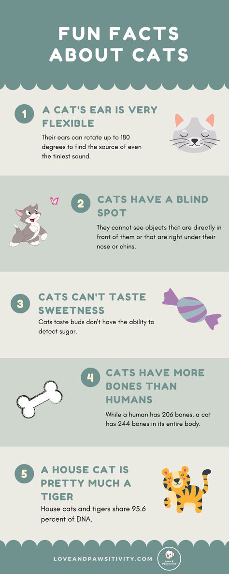 Interesting Facts About Cats, All About Cats Facts, Things To Know About Cats, Cat Fun Facts, Senior Cat Care Tips, Cat Facts Interesting, Cat Boarding Ideas, Animal Fun Facts, Cat Facts Funny