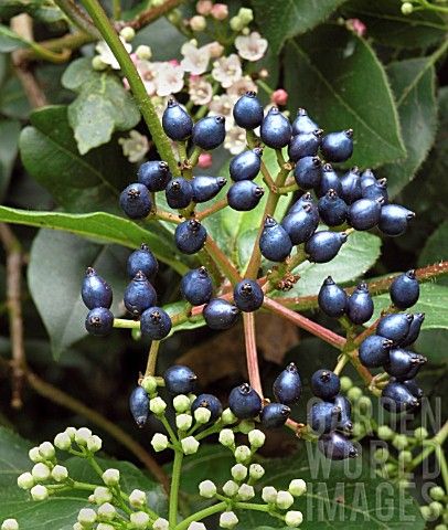 Viburnum tinus - Viburno Arrowwood Viburnum, American Hazelnut, Blue Berries, Winter Bouquet, Arbour Day, Tree Nursery, Tree Shop, Potted Trees, Garden Photos