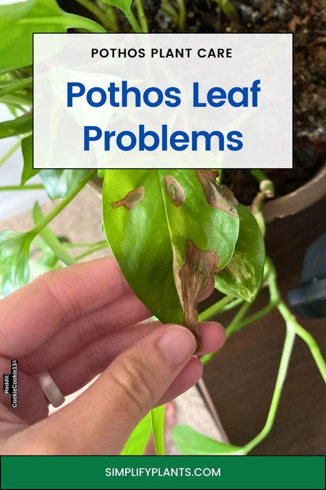 Discover effective solutions for pothos leaf problems to keep your indoor  houseplant thriving! Learn to identify common issues like yellowing leaves,  browning tips, and wilting. Explore expert tips on proper watering,  lighting, and pest control to ensure your indoor houseplant stays healthy  and vibrant. Transform your indoor space with lush, green pothos and enjoy  the benefits of a flourishing indoor houseplant collection. Being Resilient, Pothos Plant Care, Pothos Vine, Not Doing Well, Houseplant Collection, How To Get Bigger, Plant Problems, Pothos Plant, Indoor Plant Care