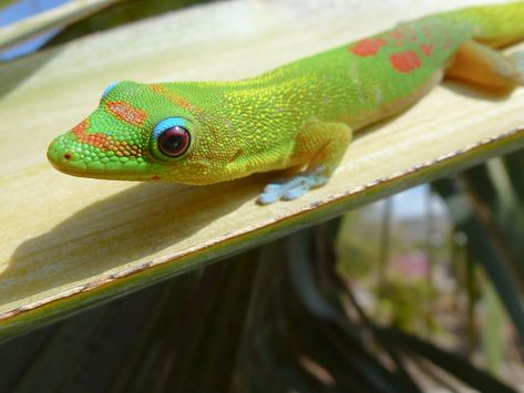 Gecko Drawing, Day Gecko, Gecko Tattoo, Jungle Tattoo, Gold Dust, Gecko, Animal Photo, Reptiles, Hawaii