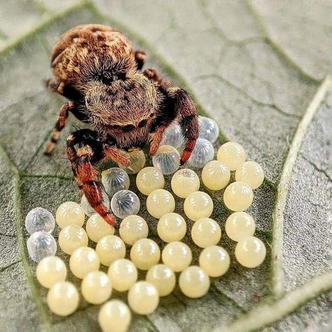 Spider Eating, Spider Eggs, Jumping Spider, Arachnids, Animals Friends, Moth, Cute Animals