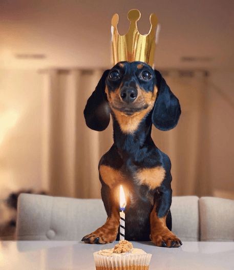 Happy Birthday Dachshund, Happy Birthday Sis, Funny Happy Birthday Song, Birthday Husband, Birthday Memes, Birthday Greetings Funny, Birthday Greetings Friend, Happy Birthday Greetings Friends, Birthday Wishes Messages