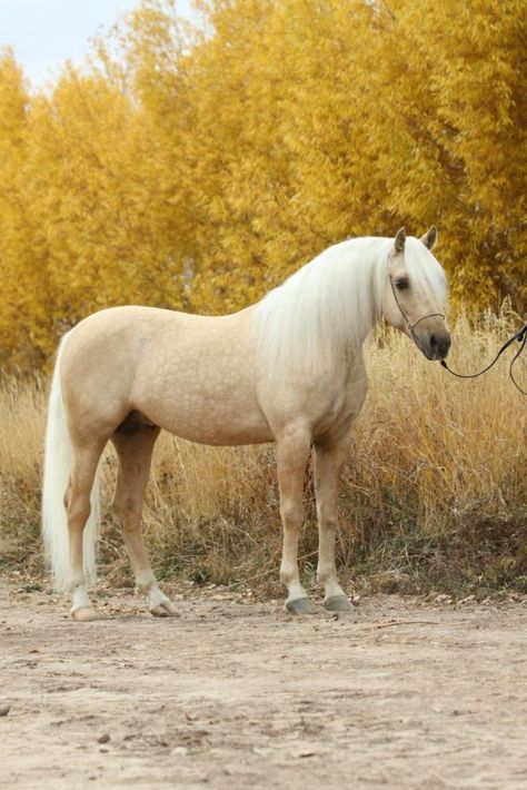 Palomino Arabian, Palomino Horses, Horse Pics, Palomino Horse, Horse Colors, Most Beautiful Horses, Horse World, All The Pretty Horses, Arabian Horses