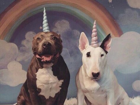 Cute Animals Puppies, Silly Dogs, Puppies Funny, Silly Animals, Cute Creatures, Prove It, Cute Little Animals, Bull Terrier, Animal Pictures