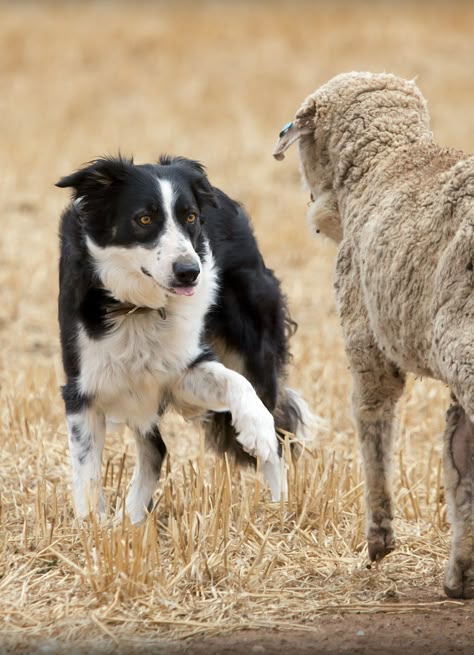 Border Collie Herding, Border Collie Working Sheep, Border Collie Farm Dog, Brown And White Border Collie, Dogs Playing, Akhal Teke Horses, Border Collie Playing, Sheep Dogs, Collie Mix