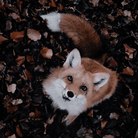 Fox Boy, Fox Pictures, Orange Wallpaper, Cute Dragons, Fantasy Aesthetic, Cute Fox, Romantic Art, Red Fox, Animal Gifs