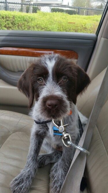 Pointing Griffon, Wirehaired Pointing Griffon, Yellow Lab Puppies, Scruffy Dogs, Griffon Dog, Train Your Dog, Bird Dogs, Dog Images, Hunting Dogs