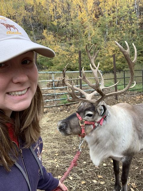 Reindeer Farm, Reindeer Pet, Alaska Book, Palmer Alaska, Christmas On The Farm, Indoor Snowballs, Deer Farm, Sled Ride, Fall Family Fun