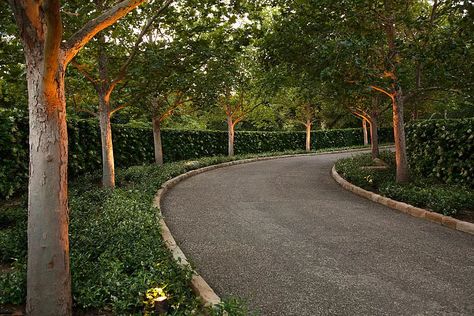 Landscaping Hedges, Driveway Landscaping Ideas, Gravel Driveway Landscaping, Lined Driveway, Driveway Entrance Landscaping, Tree Lined Driveway, Gravel Driveway, Driveway Entrance, Driveway Design