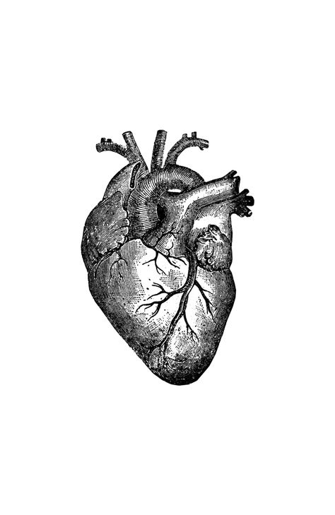 Gray Heart Art, Human Heart Anatomy, Heart Diagram, Heart Anatomy, Three Kingdoms, Fine Pens, Anatomical Heart, Human Heart, Heart Cards