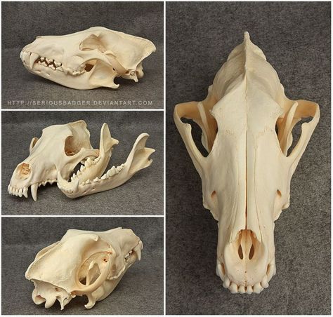 Canine Skull, Fox Skull, Dog Skull, Skull Anatomy, Skull Reference, Wolf Skull, Dog Anatomy, Animal Skeletons, Animal Skull