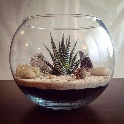 Themed Terrarium, Cactus House Plants, Terrarium Ideas, Zebra Plant, Succulent Garden Design, Succulent Landscaping, Gardening Design, Plant Terrarium, Succulents Decor