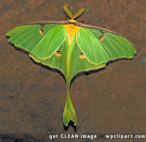 Moth | Luna moth - public domain clip art image @ wpclipart.com Moth Coloring Page, Moth Cocoon, Butterfly Chrysalis, Luna Moths, Colorful Moths, Drawing Refrences, Lunar Moth, Moon Moth, Dance Dreams